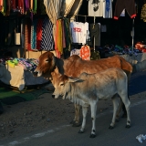 Z07_1341