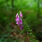 Z07_0383