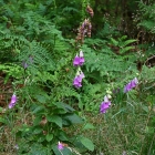 Z07_0421
