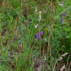Z07_0555
