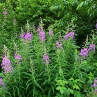 Z07_0559
