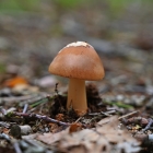 Z07_0973
