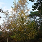 Z07_3738
