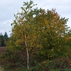 Z07_3755