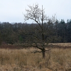 Z07_4524