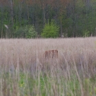 Z72_0521