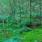 Z07_5656