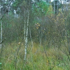 Z07_5904