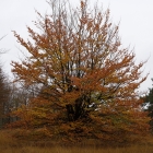 Z07_6257