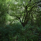 Z72_3969