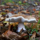Z72_4344