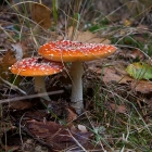 Z72_4398
