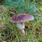 Z72_4286