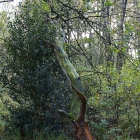 Z72_4293