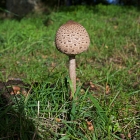 Z72_4228