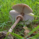Z72_4230