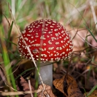 Z72_4240