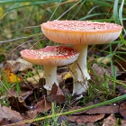 Z72_4246