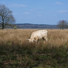 Z72_4986