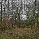 Z8A_0361
