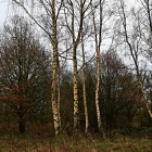 Z8A_0380