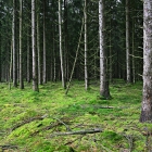 Z8A_0850