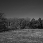 NZF_0016