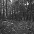 NZF_0041