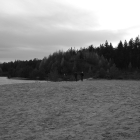 NZF_0158