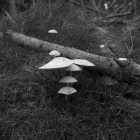 NZF_0167