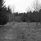 NZF_0289