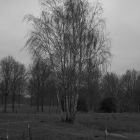 NZF_0292