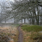 NZF_0342