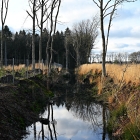 NZF_0388