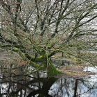 NZF_0476