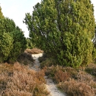 NZF_0484