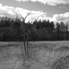 NZF_0641