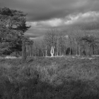 NZF_0652