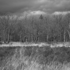NZF_0653