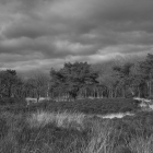 NZF_0654