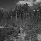NZF_0615