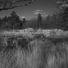 NZF_0626