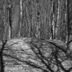 NZF_0682