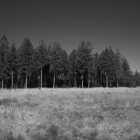 NZF_0691