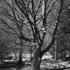 NZF_0694