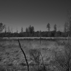 NZF_0695