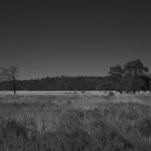 NZF_0699