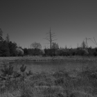 NZF_0700