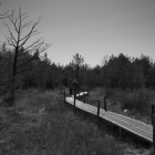 NZF_0703