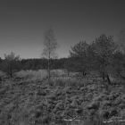NZF_0704